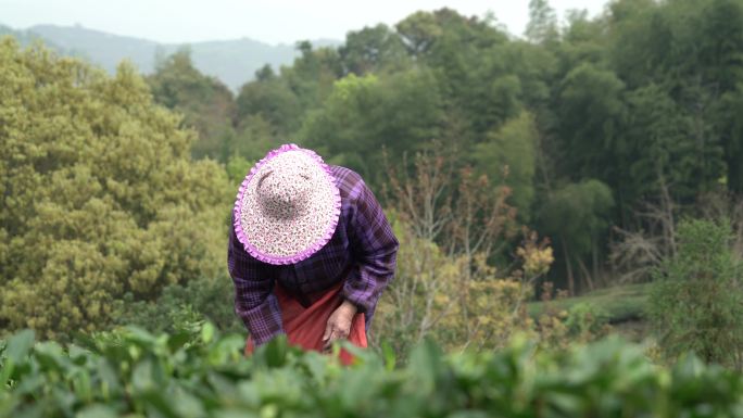 福鼎白茶采茶茶园