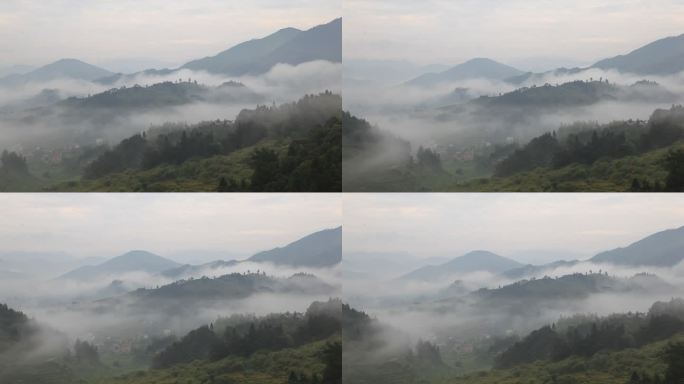 高清云雾缭绕山间清晨黄姜生长环境