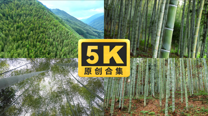 竹林 竹山 合集