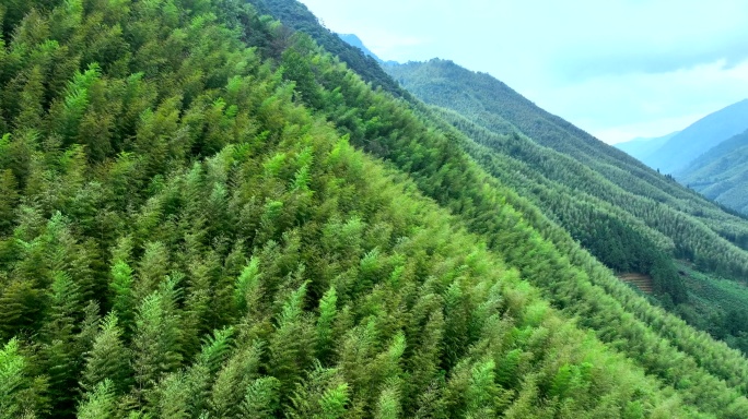 竹林 竹山 合集