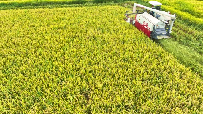 农田水稻收割季素材