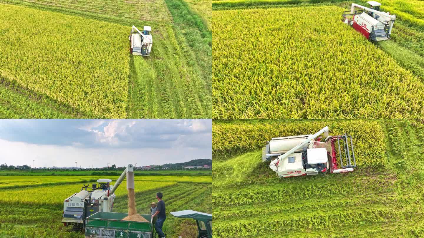 农田水稻收割季素材