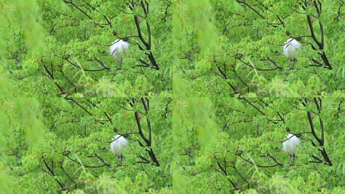 雨中树枝上白鹭抖动羽毛