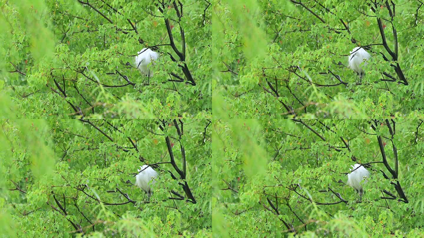 雨中树枝上白鹭抖动羽毛