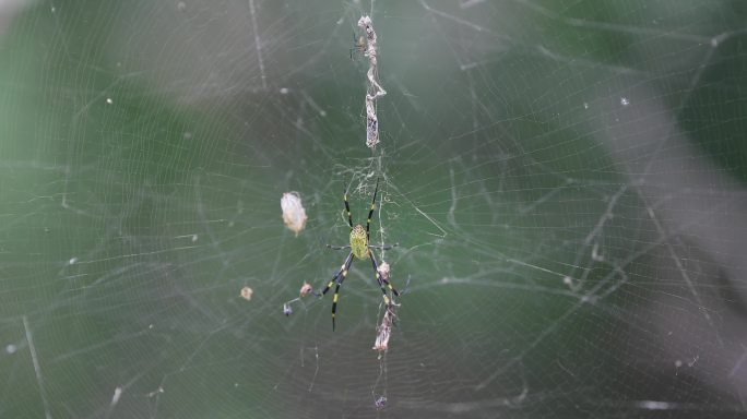蜘蛛1