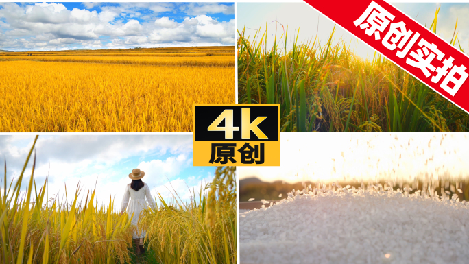 大米稻谷水稻稻田粮食丰收