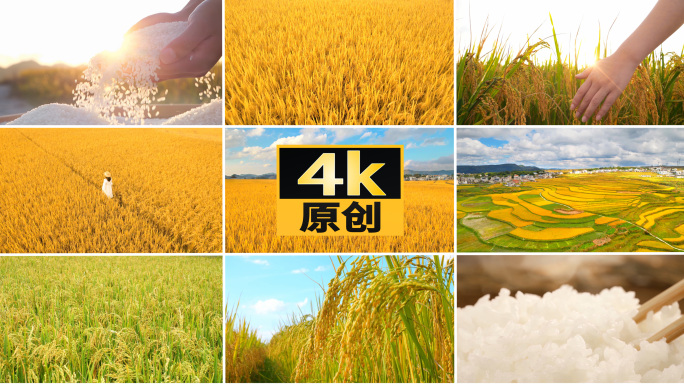 大米稻谷水稻稻田粮食丰收