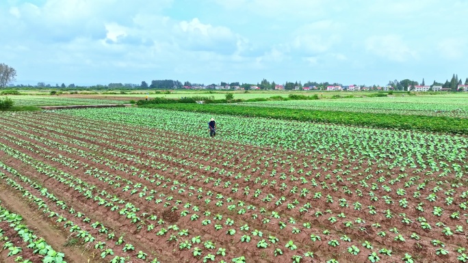 乡村振兴蔬菜种植基地