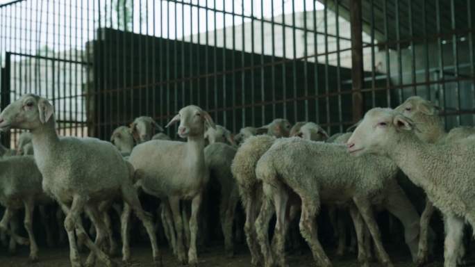 实拍牛羊养殖、牛羊在棚内奔跑、吃草