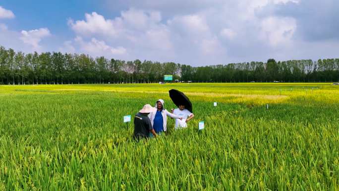 农科院杂交水稻良种示范基地航拍