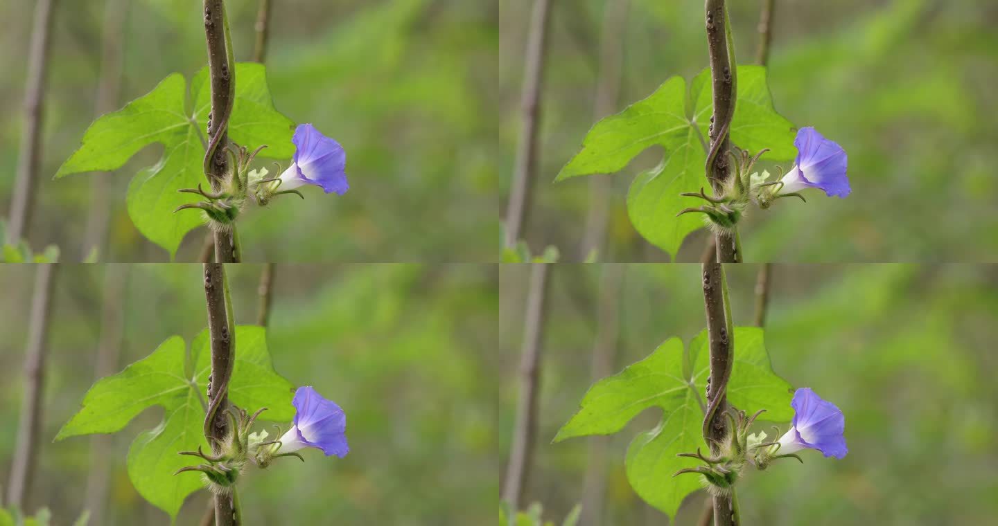 牵牛花特写