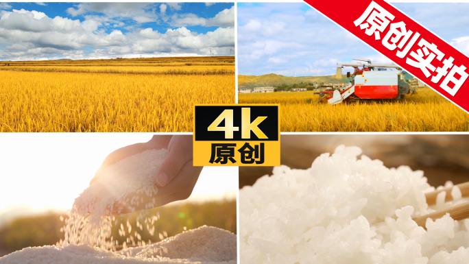 水稻稻田大米稻谷丰收米饭