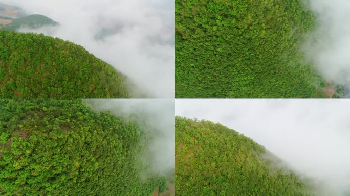 云南哈尼族大自然森林雨季后云海