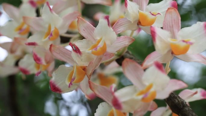 铁皮石斛花实拍素材花开特写