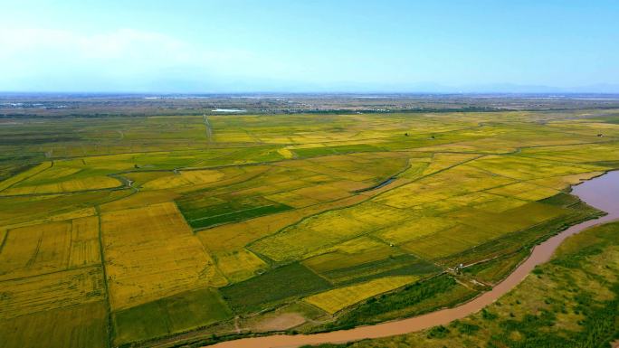 黄河平原航拍-黄河秋天万亩稻田生态农业