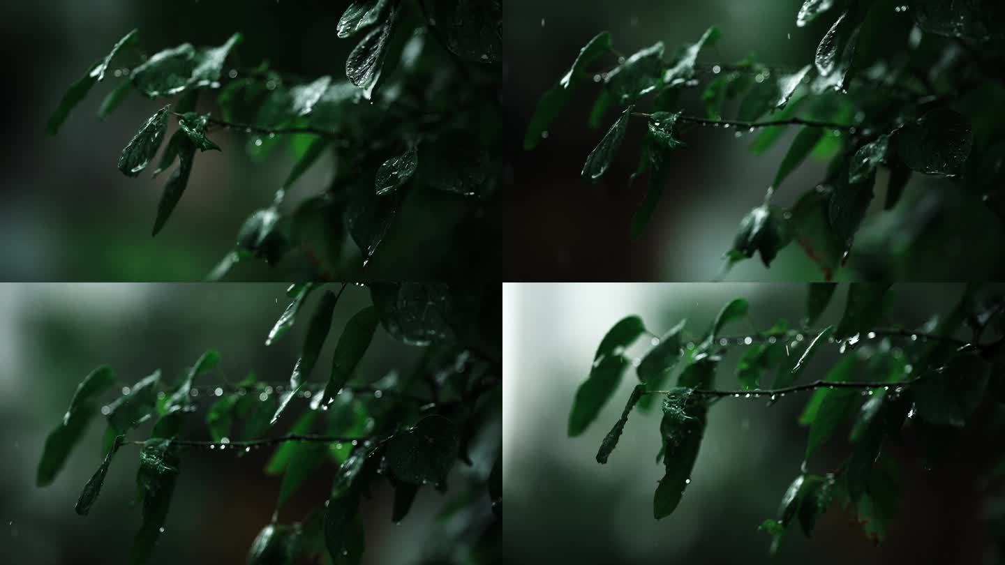 雨天 雨季 下雨 树叶 唯美 空镜头