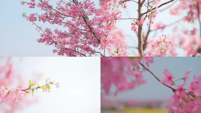 宜都乡村桃花樱花油菜花素材