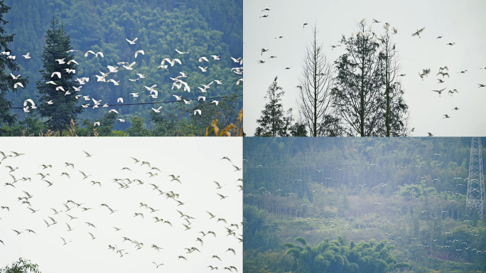 自然生态成群飞翔的白鹭实拍视频素材