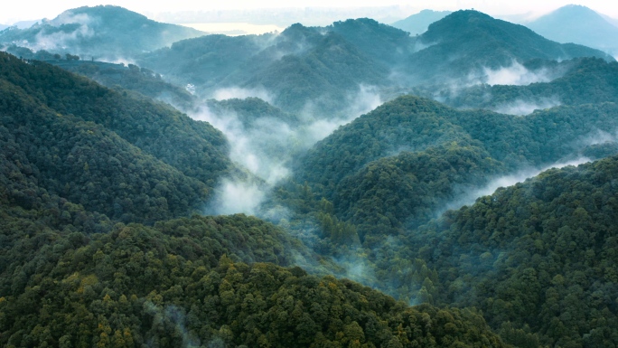 大自然流水森林树林山水风景