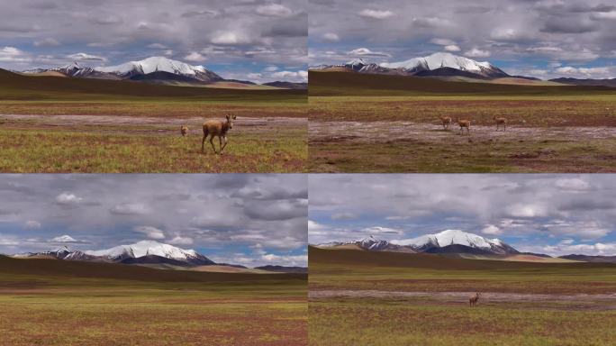 阿里藏羚羊