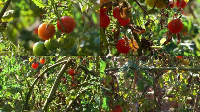 生态小番茄种植