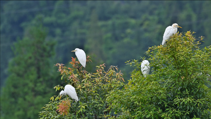自然生态成群飞翔的白鹭实拍视频素材