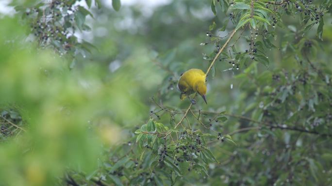 漂亮的黄鹂鸟原始素材