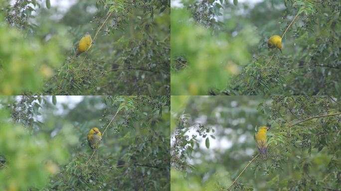 漂亮的黄鹂鸟原始素材