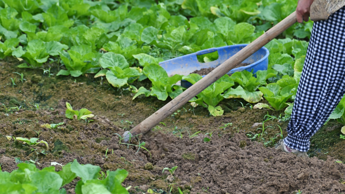农民种地锄头翻地种蔬菜