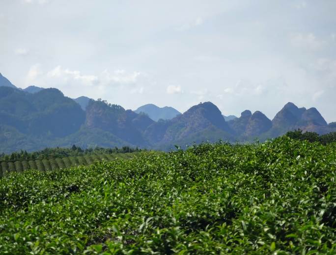 金华采云间九峰茶生态园 茶园山峰流云延时