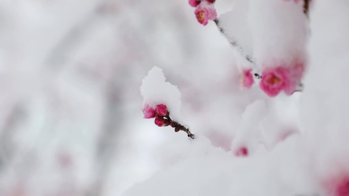 红梅傲雪， 墙角数枝梅， 凌寒独自开