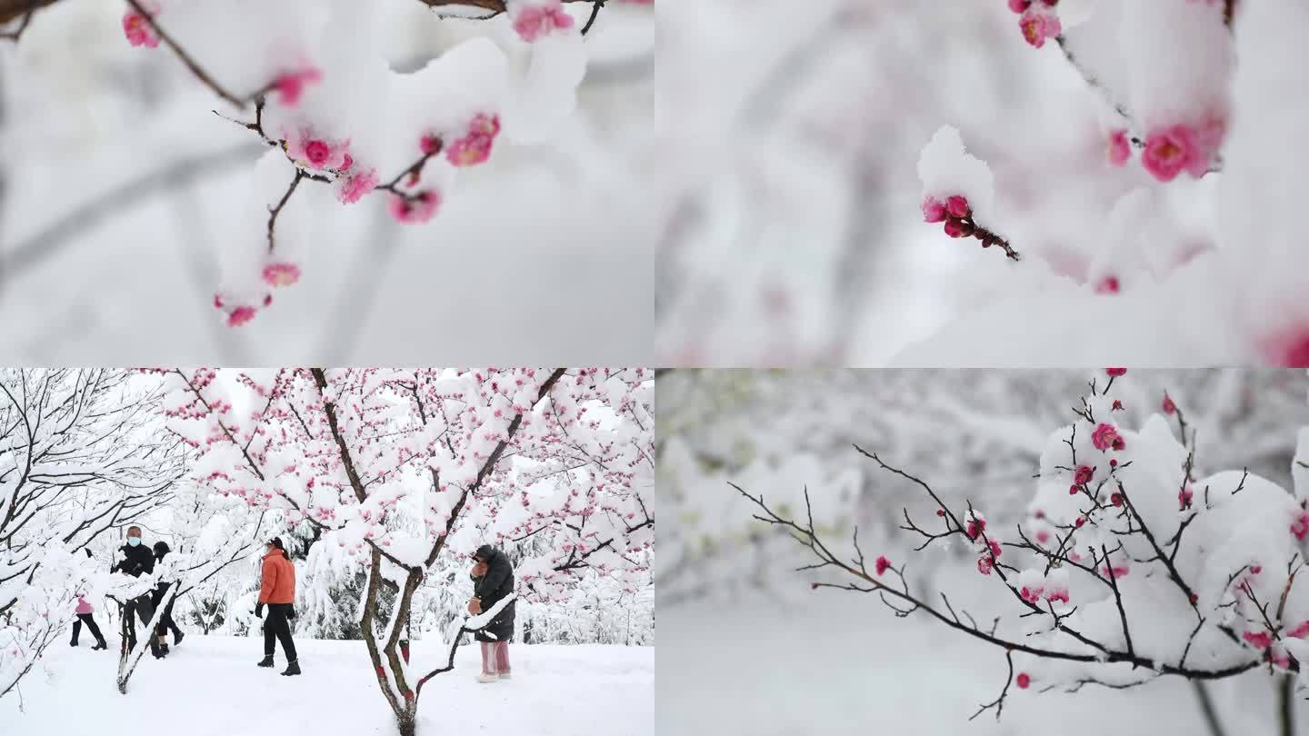 红梅傲雪， 墙角数枝梅， 凌寒独自开