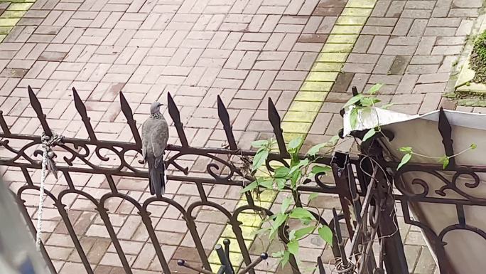 灰鸽子 老邻居 楼下铁栏 在家闲看 闲拍
