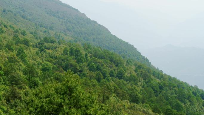 植被规划整改森林环境保护航拍