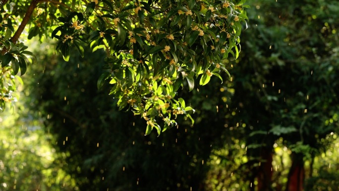 桂花飘落