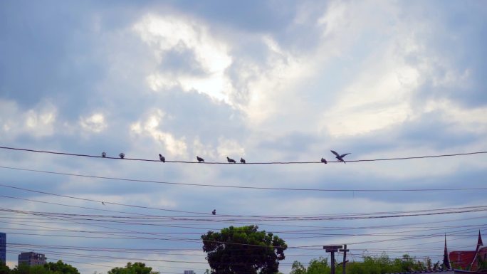 泰国电线上的鸽子