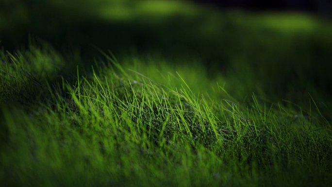 光影绿草地