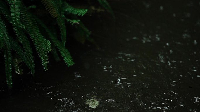 雨天 雨季 树叶 水滴 小清新