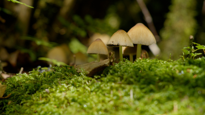 森林蘑菇  野生蘑菇    菌类