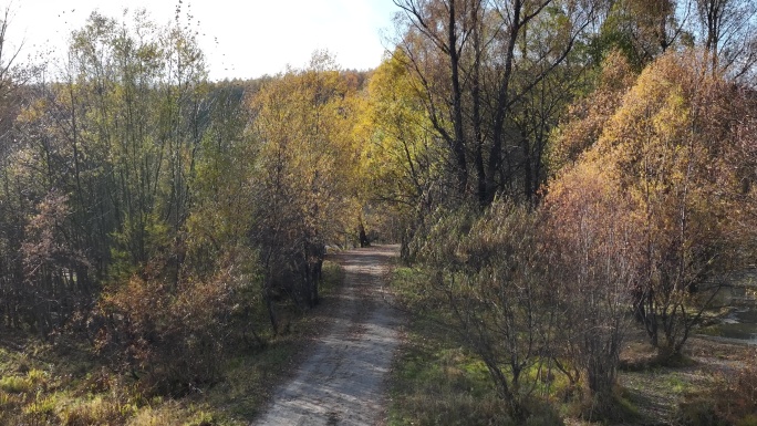 秋季林间小路