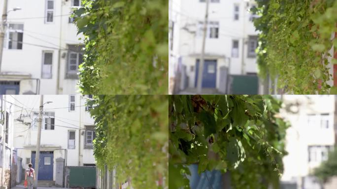 街道院墙上的绿植