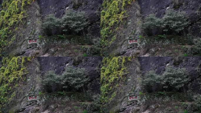 武夷山九龙窠大红袍崖壁上的茶