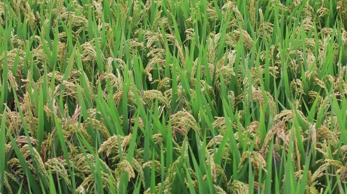 成熟的稻子