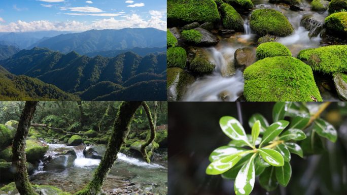 4K山水溪流 森林树下雨 山自然生态植物