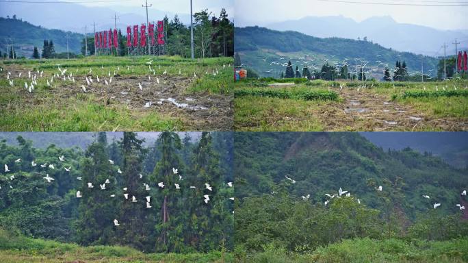 自然生态田野飞翔的白鹭实拍视频素材