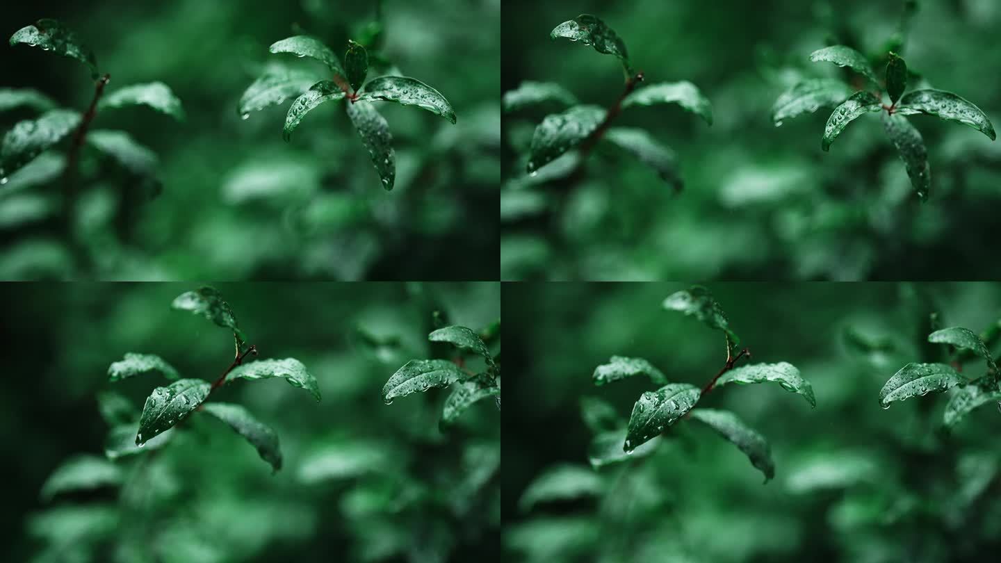 雨天 雨季 树叶 水滴 小清新