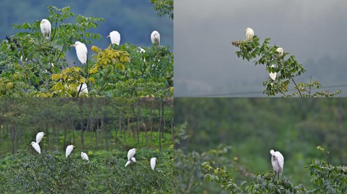 自然生态树枝上成群白鹭实拍视频素材