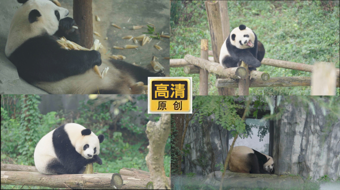 红山动物园四川大熊猫吃竹子