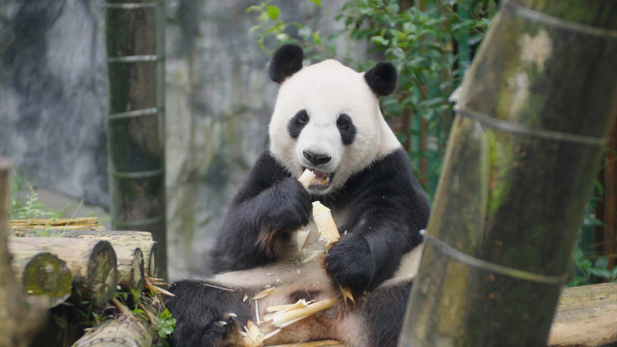 红山动物园四川大熊猫吃竹子