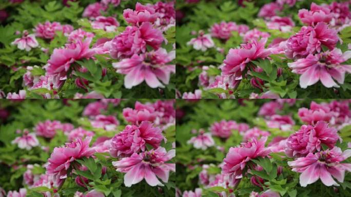 牡丹花簇（多朵花）